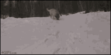 a dog is playing in the snow with a rock and a house in the background .