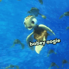Cotr Oogway GIF - Cotr Oogway Oogie GIFs