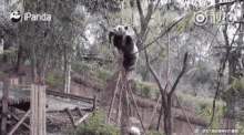 Pandas Funny Animals GIF - Pandas Funny Animals Fall Down GIFs