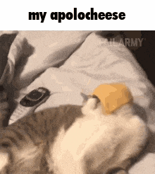 a cat is laying on a bed with a piece of cheese on it .