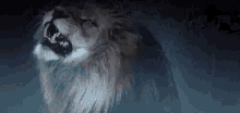Roaring Lion GIF