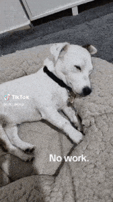 Funny Doggie GIF - Funny Doggie Houloude9 GIFs
