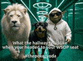 a lion and a dog are walking down a hallway with yoda
