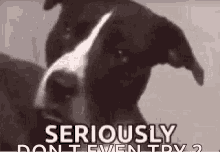 Dog Seriously GIF - Dog Seriously What GIFs