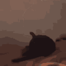 a black cat is laying on a bed with its head on a person 's lap .