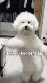 a small white dog is standing on its hind legs with its arms outstretched and says `` great morning '' .