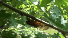 After 17 Years, Brood Ii Cicadas Are Ready To Make Their Noisy Debut. GIF - Cicads Insect Nature GIFs