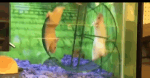 Hamsters Wheel GIF - Hamsters Wheel Fail GIFs