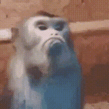 Inxjeongins Monkey GIF - Inxjeongins Monkey Macaco GIFs