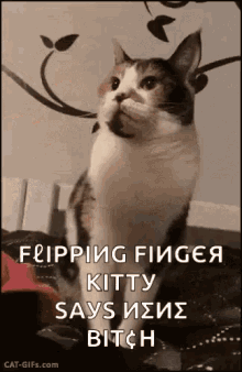 Middle Finger Kitty GIF - Middle Finger Kitty Funny GIFs