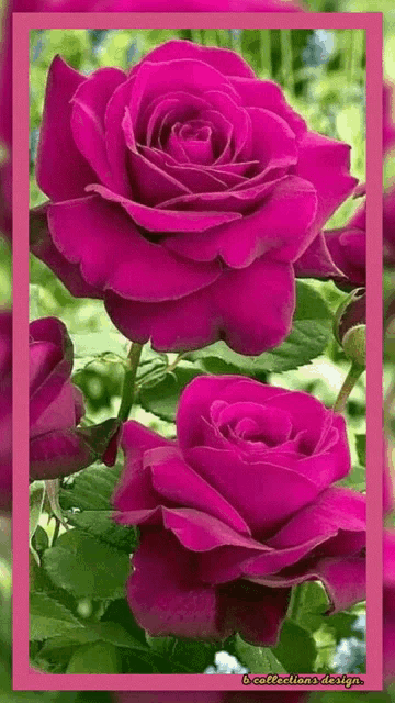 beautiful pictures of flowers rose