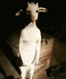 Goat Chaeyoung GIF