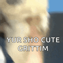 a close up of a dog 's face with the words " yur sho cute grittim " written below it