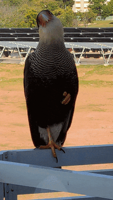 a bird is perched on a railing in front of a solar panel array