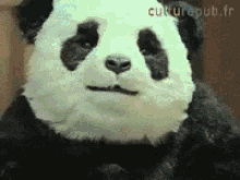 Boey Sarcastic GIF - Boey Sarcastic Mad Panda GIFs