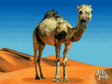 Camel Humpday GIF - Camel Humpday Happy GIFs