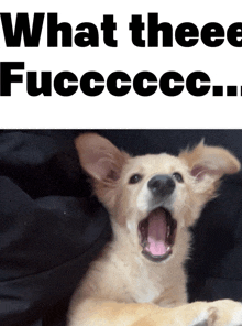 a dog with its mouth open and the words what theee fuccccc
