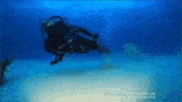 Kawaii Shark GIF - Kawaii Shark GIFs