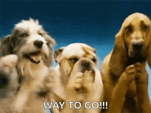 Dogs Puppy GIF - Dogs Dog Puppy GIFs