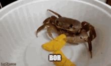 Bor Crab GIF - Bor Crab Man GIFs