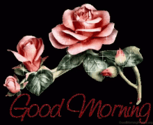 Good Morning Roses GIF - Good Morning Roses Flowers GIFs