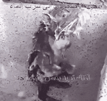 Rat Shower GIF - Rat Shower Arabic GIFs