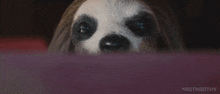 Slotherhouse Sloth GIF - Slotherhouse Sloth 2023 GIFs