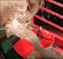 Boxing Cat Massage GIF - Boxing Cat Massage Cat Meme GIFs