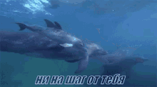 дельфин животные океан море вода рядом плавать GIF - Animal Dolphin Ocean GIFs
