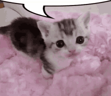 Valnof Speechbubble GIF - Valnof Speechbubble Kitten GIFs