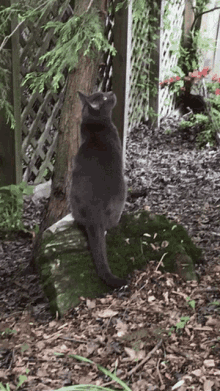 George8898 Clementine The Cat Wagging Tail GIF - George8898 Clementine The Cat Wagging Tail GIFs