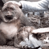 a monkey is petting a cat 's head while the cat is sleeping