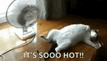 Cat Hot GIF - Cat Hot Warm GIFs