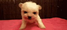 Dog Growl GIF - Dog Growl Roar GIFs