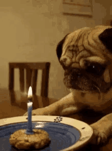Birthday Pug Dog Cake GIF - Birthday Pug Dog Cake Sad Birthday GIFs