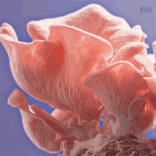pink oyster mushroom doubleblind shroom fungus fungi