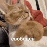 a cat is laying on a bed with its eyes closed and a caption in russian that says svoboden .