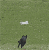 a black dog walking across a wooden fence in front of a red house