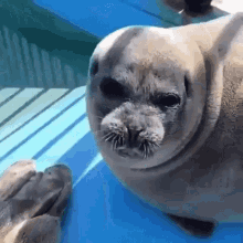 Nicesnupi Seal GIF - Nicesnupi Seal Seals GIFs