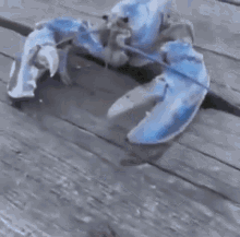 Blue Lobster GIF