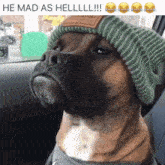 Bartyist Angry Dog GIF - Bartyist Angry Dog Dog With Beanie GIFs