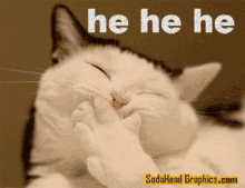 Hehe Cat GIF - Hehe Cat Funny GIFs