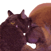 Cat Kisses Happily Sticker