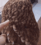 a close up of a person petting an owl 's feathers
