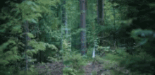 a woman in a white dress is walking through a forest holding hands with trees .