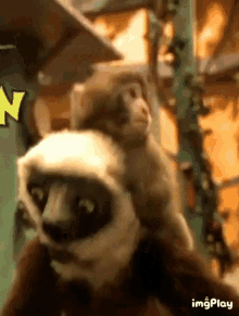 GIF