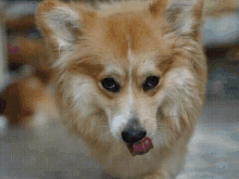 Corgi Tongue Out GIF - Corgi Tongue Out Dog GIFs
