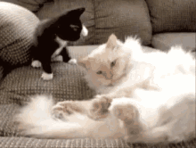 Cats Funny Animals GIF - Cats Funny Animals Annoying GIFs