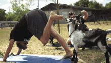 Goat Yoga GIF - Goat Yoga GIFs