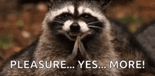 a raccoon is sitting down with its hands folded in prayer and says `` pleasure ... yes ... more ! ''